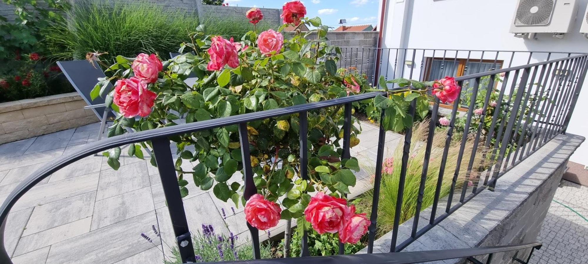 Penzion U Bustiku Sardice Exterior foto
